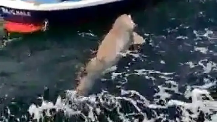 Teknenin yarı boyunda köpek balığı avladı