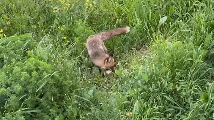 Tilki bile ekmek yediği yeri unutmuyor...