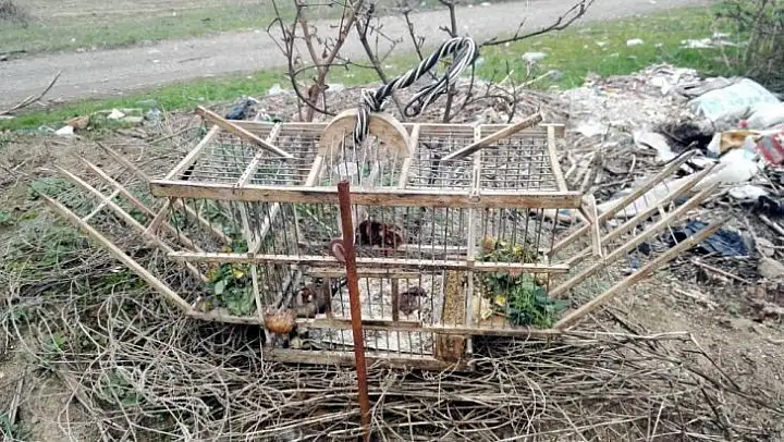 Tuzak kurarak saka kuşu avlayan iki kişi yakalandı