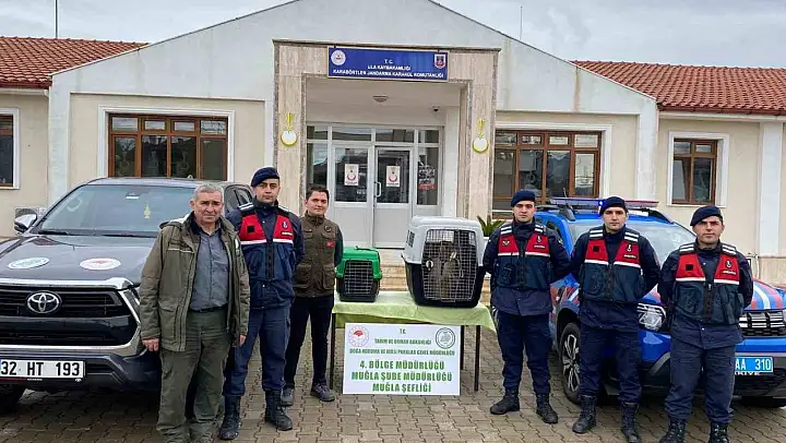 Ula'da ele geçirilen maymunlar doğa korumaya teslim edildi