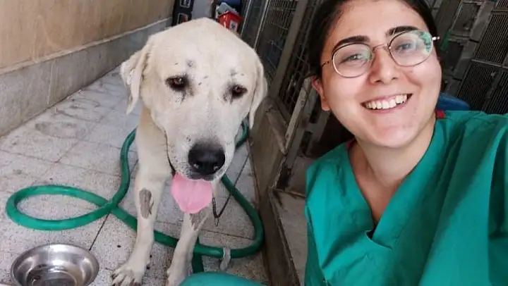 Umut kesilen köpeği veterinerler hayata döndürdü