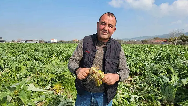 Urla'da enginar bahçelerini don vurdu