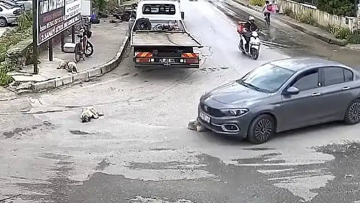 Vicdansız sürücü köpeği ezdi, arkasına bile bakmadı