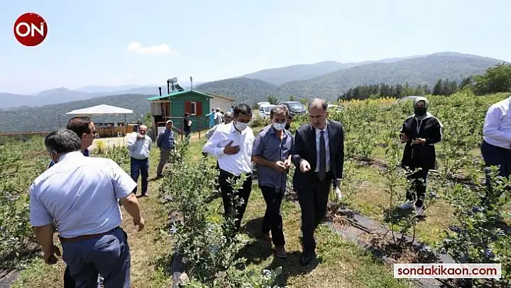 Yaban mersininde hedef 20 bin ton