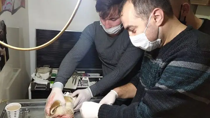 Yaralı köpek tedavi ettirildi