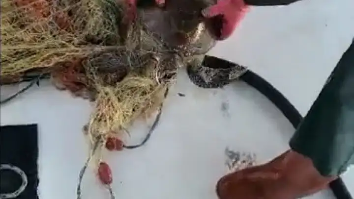 Yavru kaplumbağa ağa takıldı