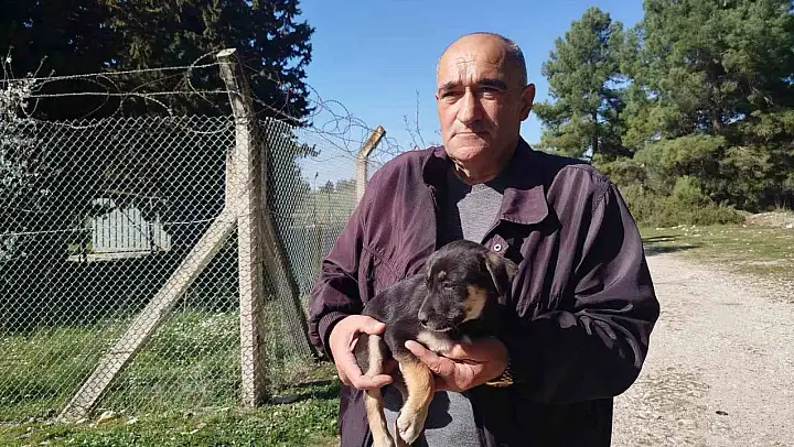 Yavru köpekler ormanlık alana bırakıldı, Gaziemir Belediyesi sahip çıkmadı