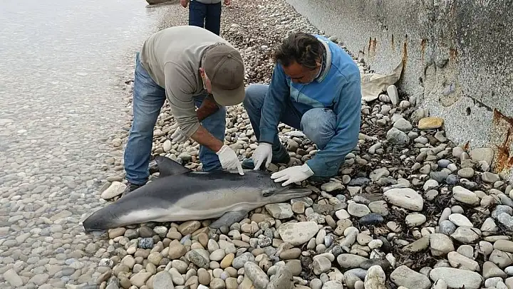 Yeşil Deniz Kaplumbağası ve Tırtak Yunus Kuşadası sahiline vurdu