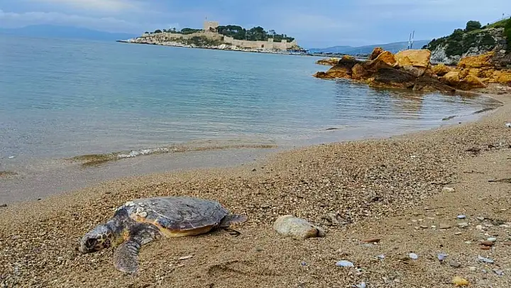 Yılancı Burnu'nda caretta caretta ölü bulundu