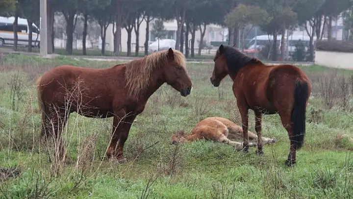 Yılkı atlarından halsiz düşen taya sadakat