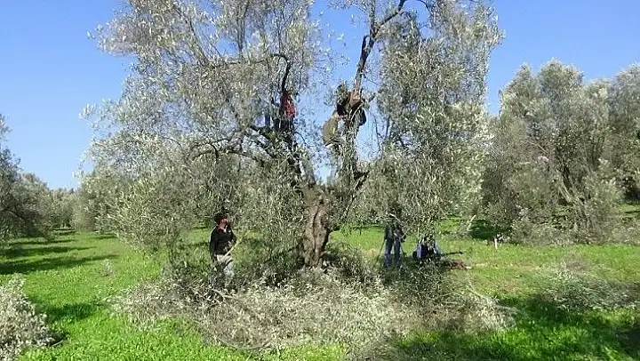 Zeytinin kalitesi için budama şart