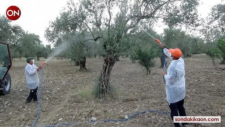 Zeytinlikler bor kaolin karışımı ile zeytin sineğine karşı korunacak