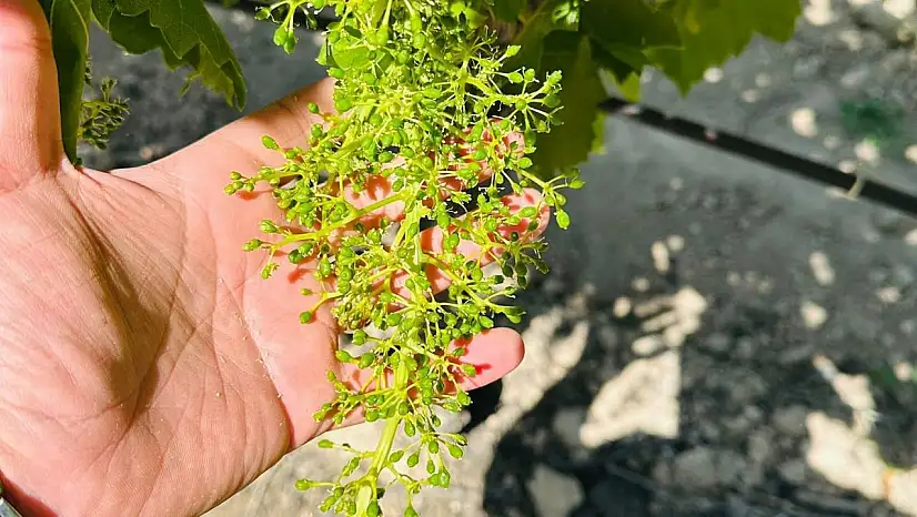 Manisa'da bağcılara 'Külleme ve Ölükol Hastalığı' uyarısı