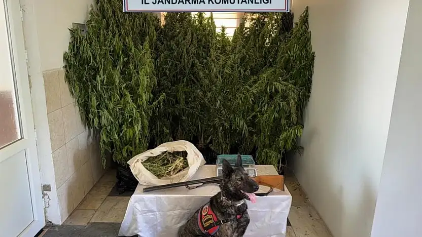 Balıkesir'de jandarmadan 9 ilçede uyuşturucu operasyonu: 15 gözaltı
