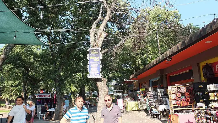 Burhaniye' de kuruyan ağaçlar tehlike saçıyor