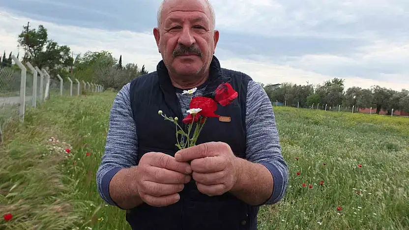 Burhaniye'de tarlalar gelincik açtı