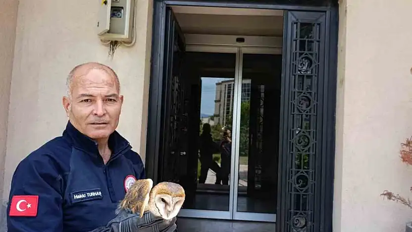 Burhaniye'de yaralı baykuş, milli parklar şefliğine teslim edildi