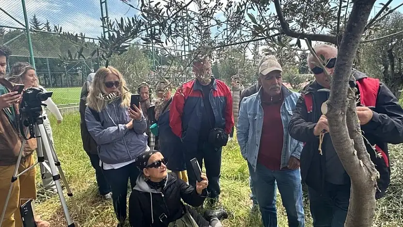 Edremit MYO'da zeytin aşılama eğitimi