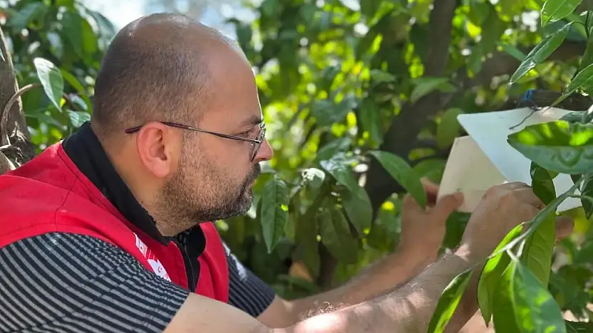 Edremit'te Akdeniz meyve sineği takibi sürüyor