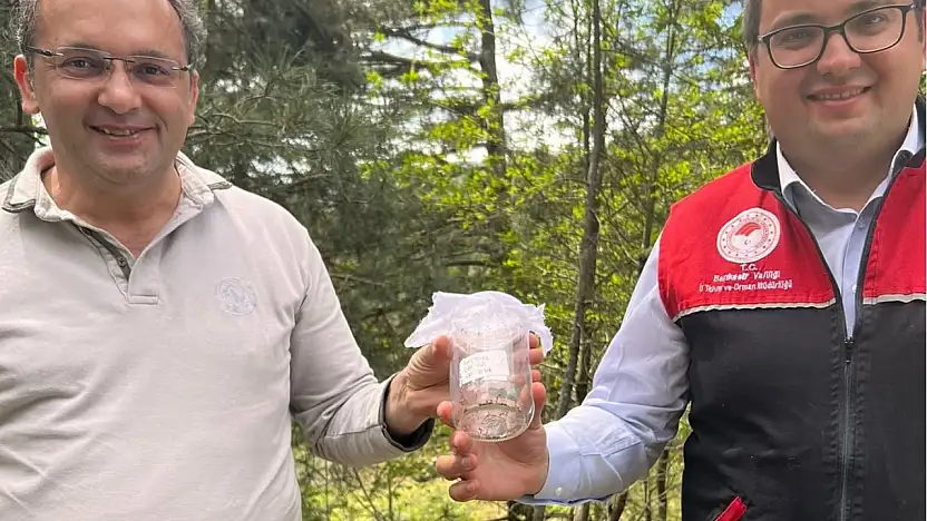 Kazdağları'nda kestane gal arısı zararlısına karşı biyolojik savaş