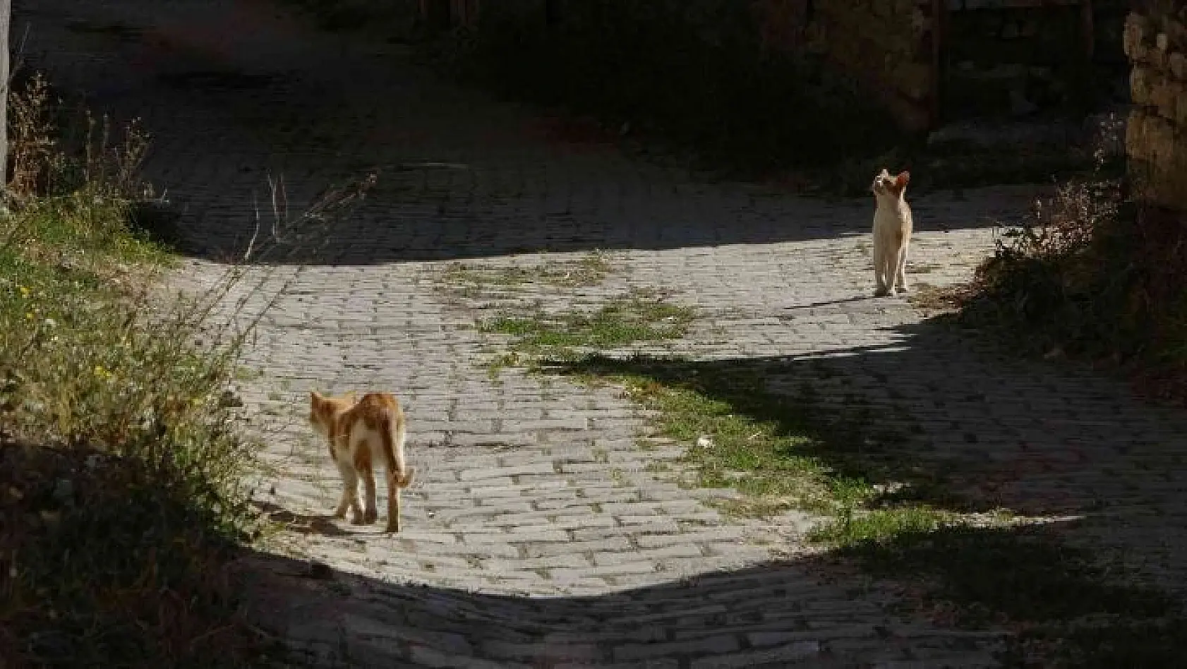 'Yırtıcı hayvanlar parçalasın' diye bırakılan kedilere köylüler sahip çıktı