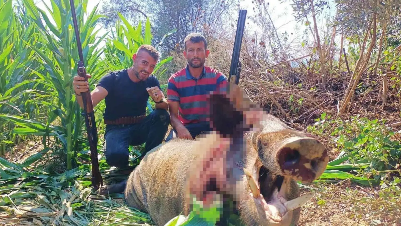 250 kiloluk dev domuz, avcılar tarafından vuruldu