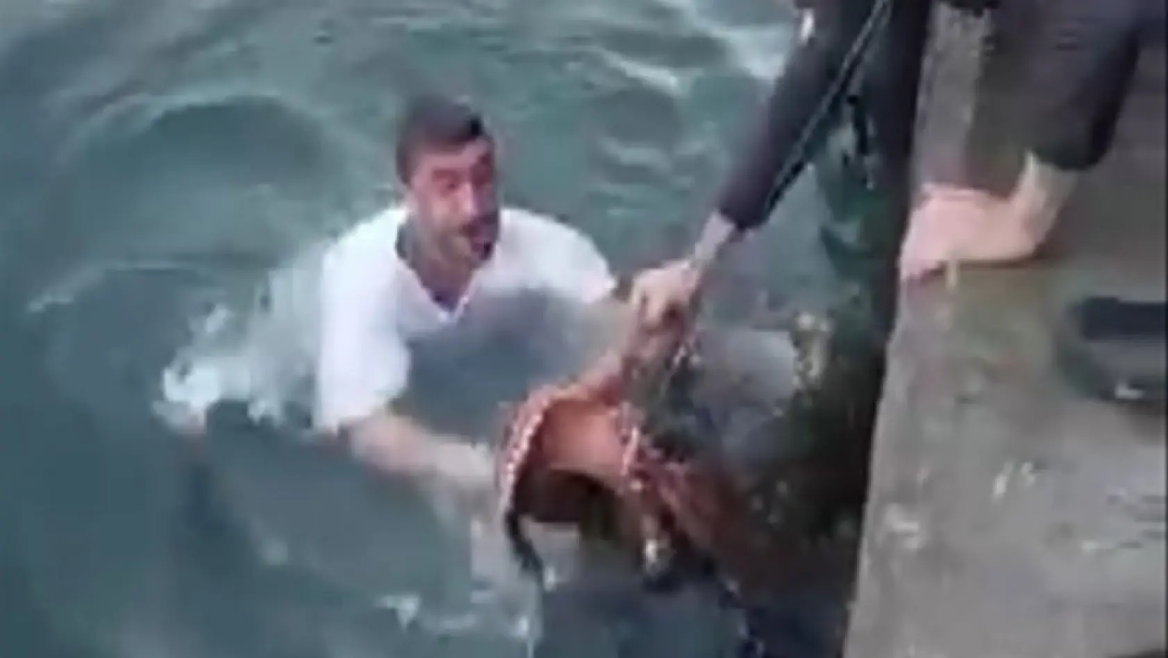 6 kiloluk ahtapotu denize atlayıp eliyle yakaladı