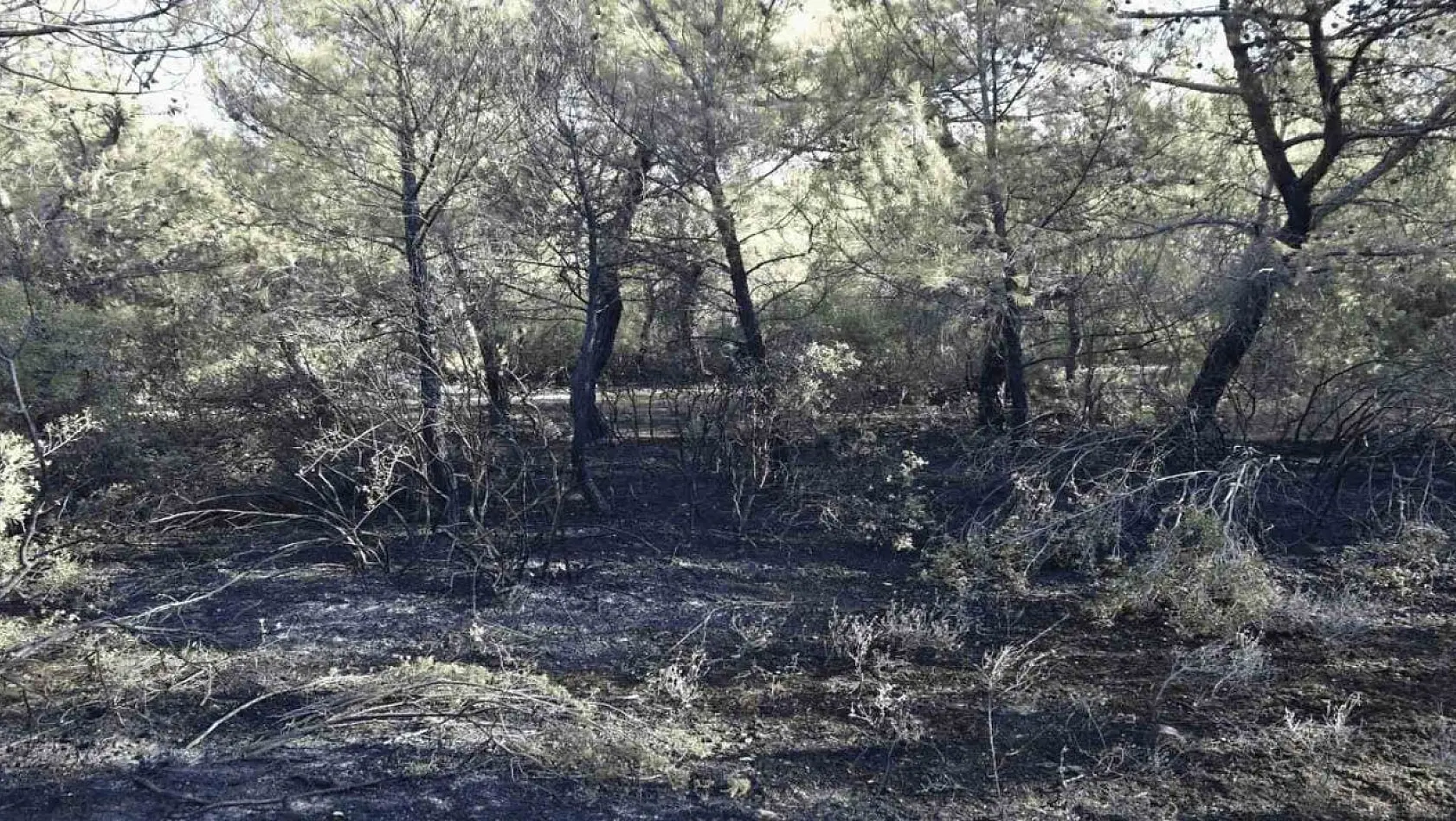 Akhisar'da orman yangını çıkaran 3 kişi yakalandı