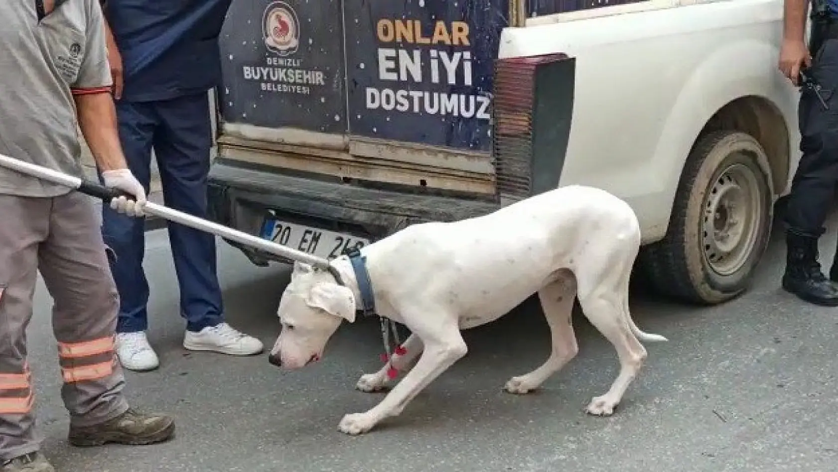 Alkollü sürücüyü araçtan indirmeye çalışan polis kolunu köpeğe kaptırdı