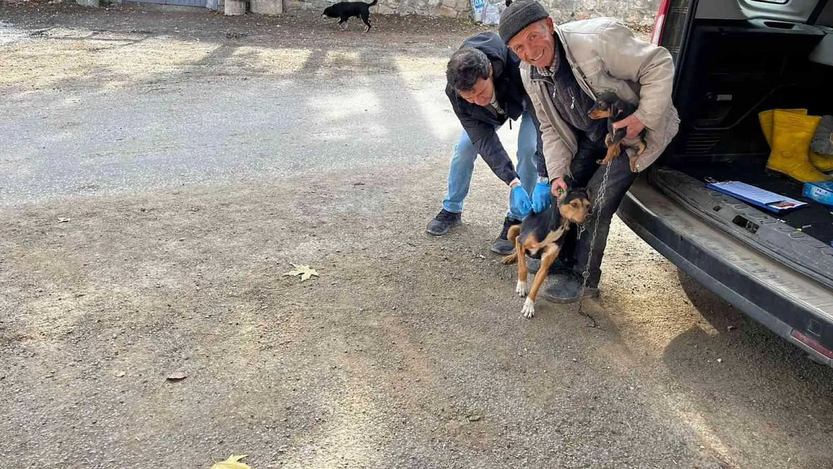 Aslanapa'da kedi ve köpeklere kuduz aşısı