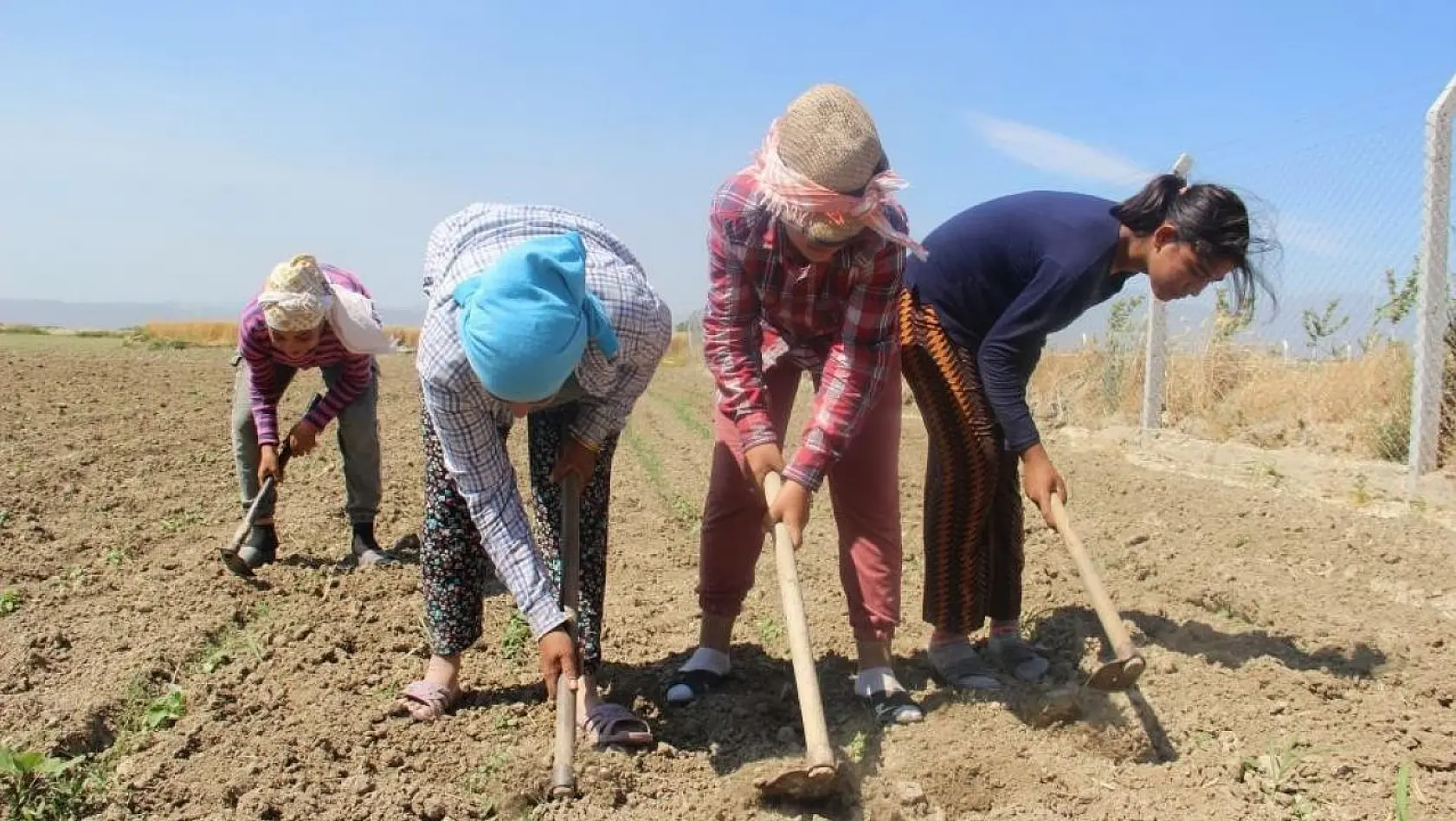 Aydın'da çiftçi yaşı yükselmeye devam ediyor