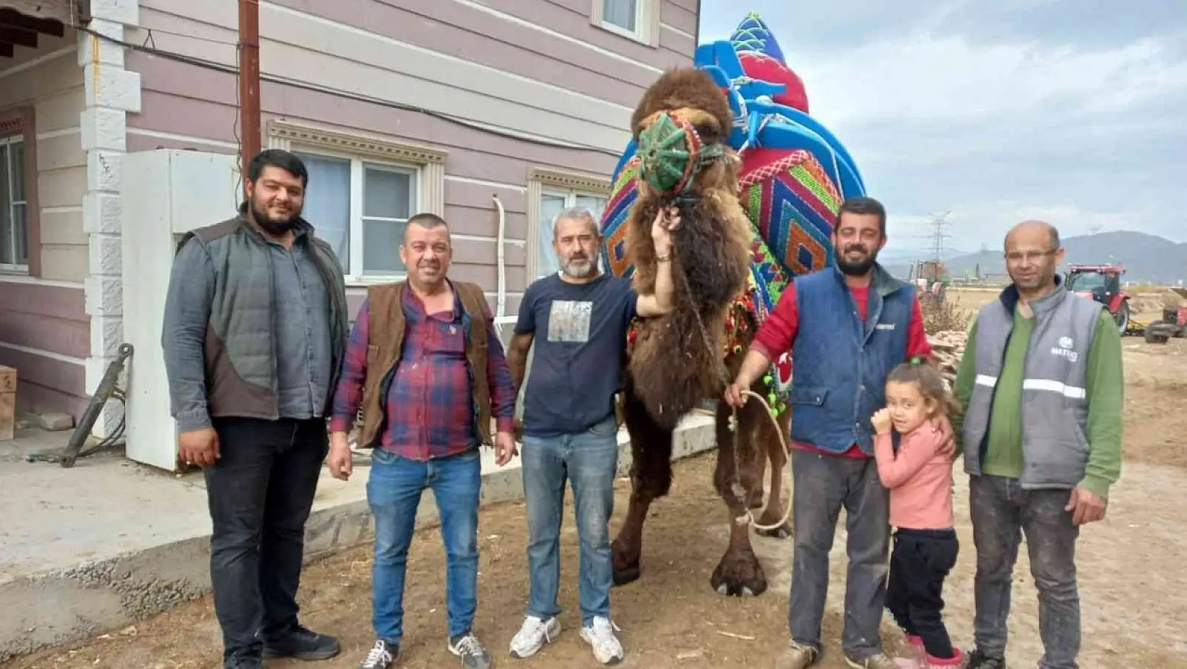 Aydın'da develer havutlanarak güreşlere hazırlanıyor