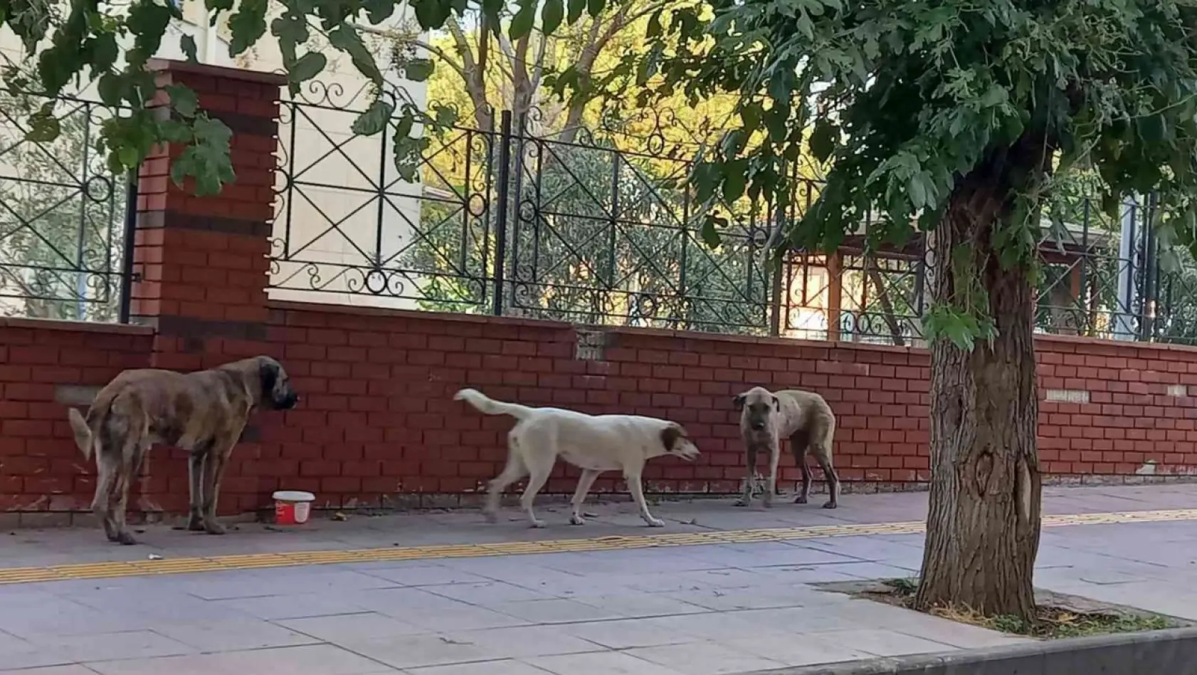 Aydın'da sokak köpekleri sorun olmaya başladı