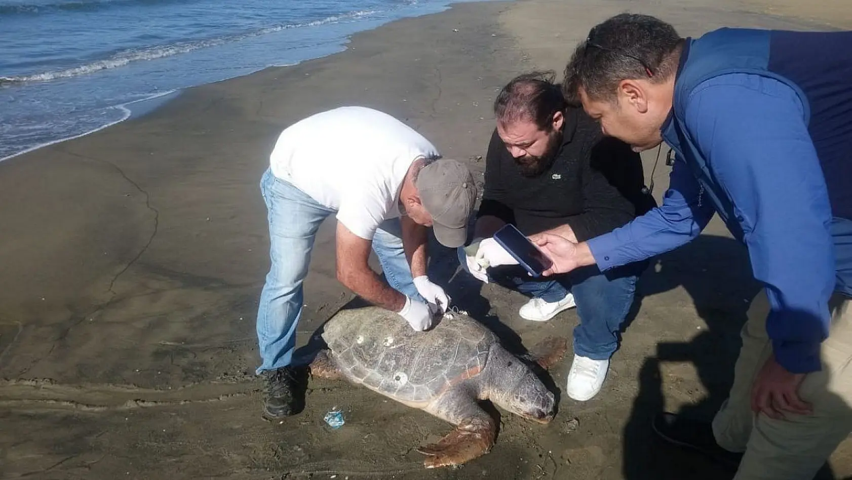 Aydın'da son 4 günde 3 deniz kaplumbağası ölü olarak bulundu