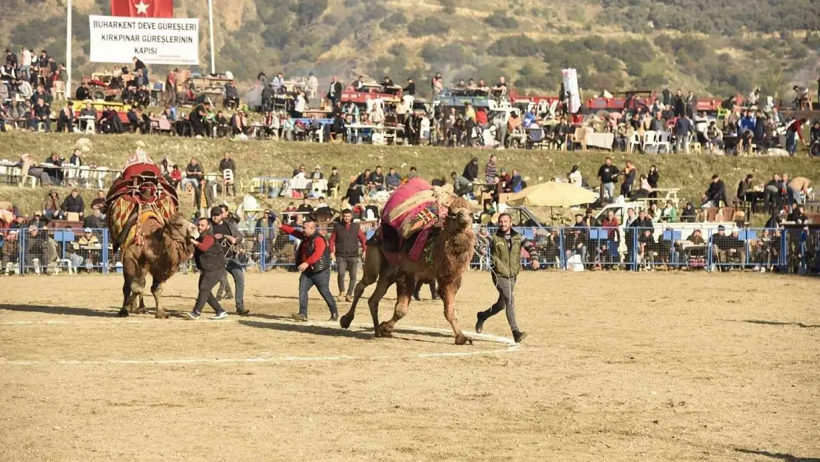 Aydın'da ünlü 150 pehlivan deve kıran kırana mücadele etti