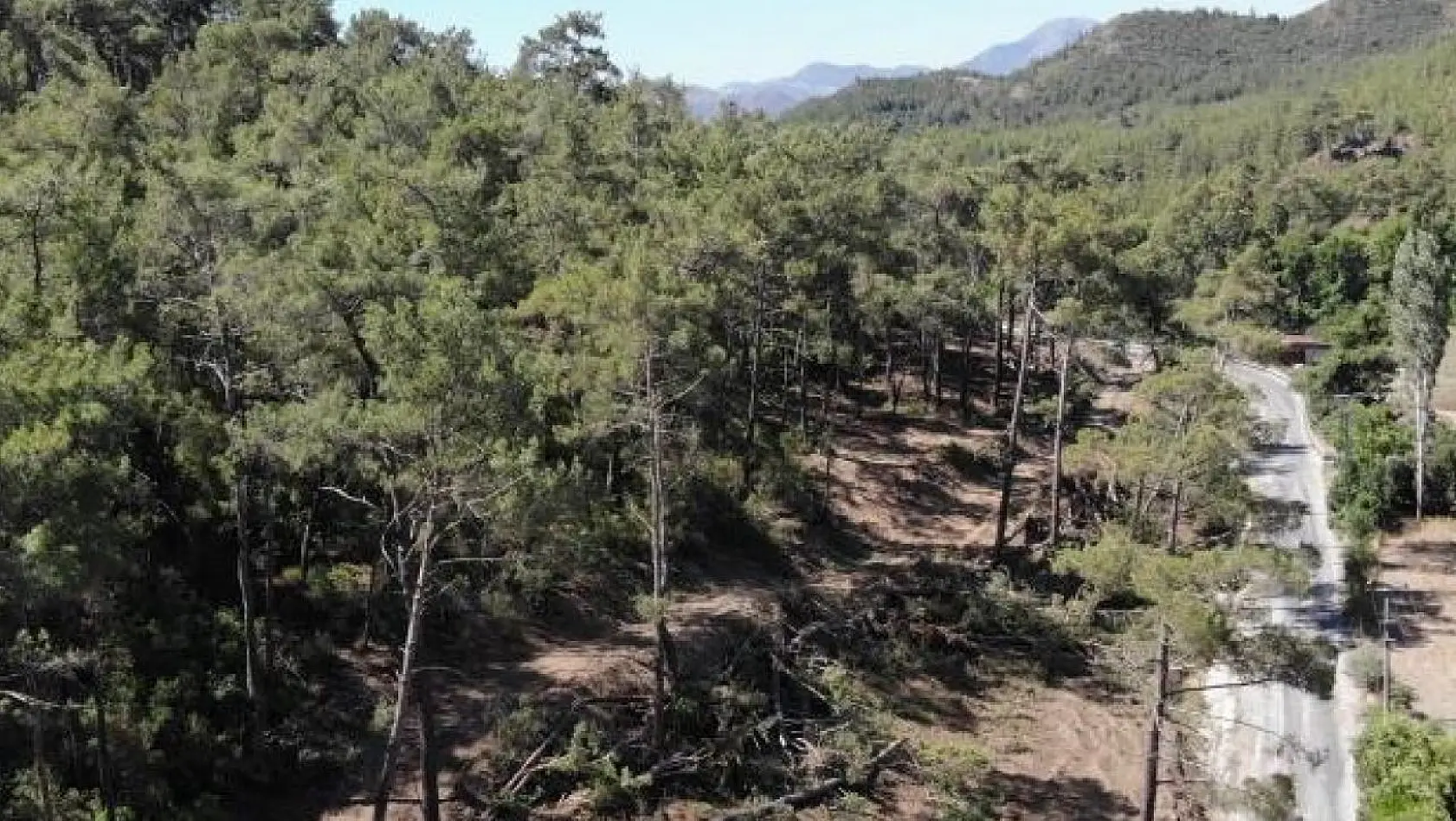 Aydın'da yasak ormanlık alana giren 14 şahsa cezai işlem uygulandı