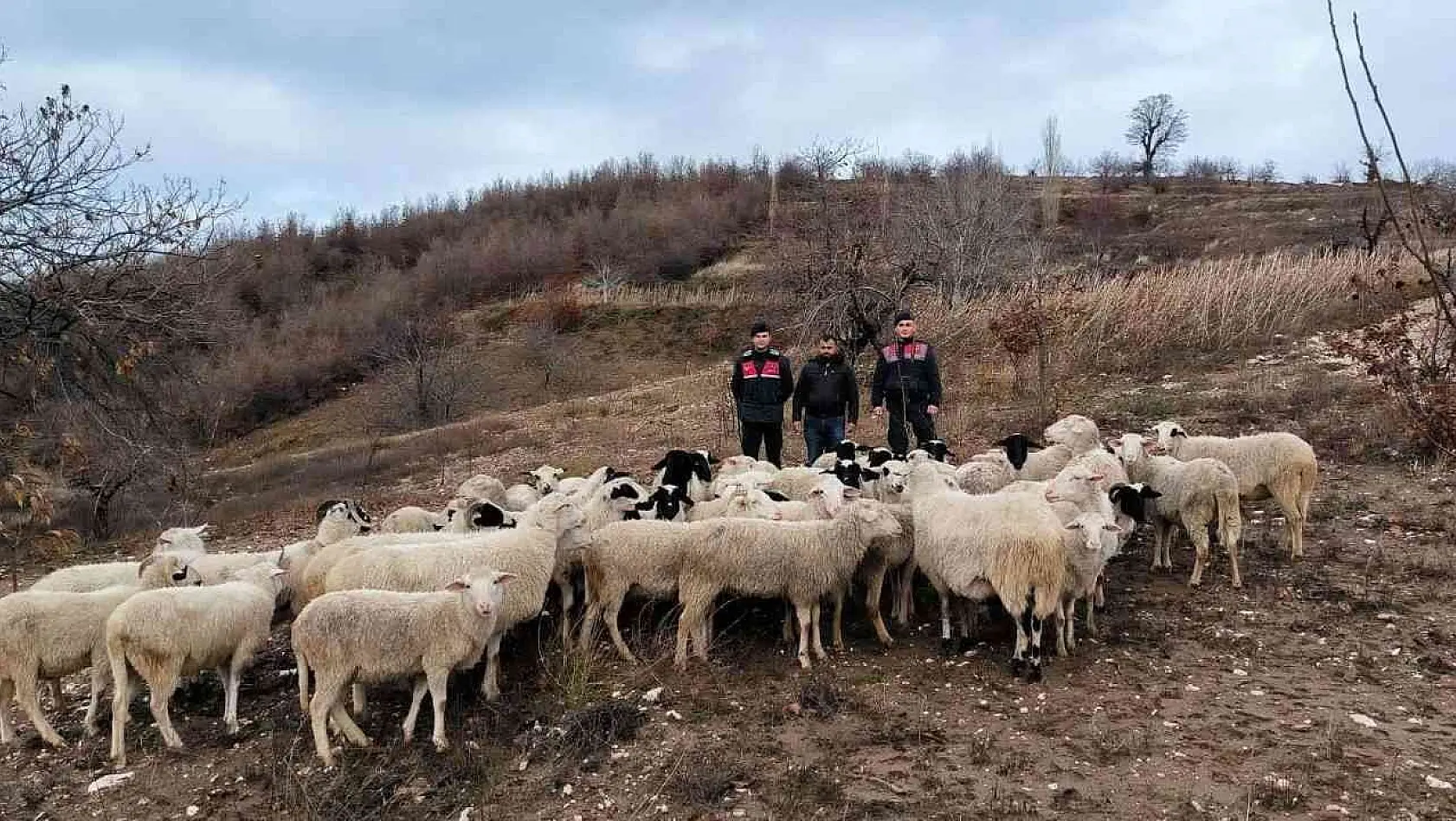 Aydın Köşk'te kaybolan 50 koyun, İzmir Ödemiş'te bulundu