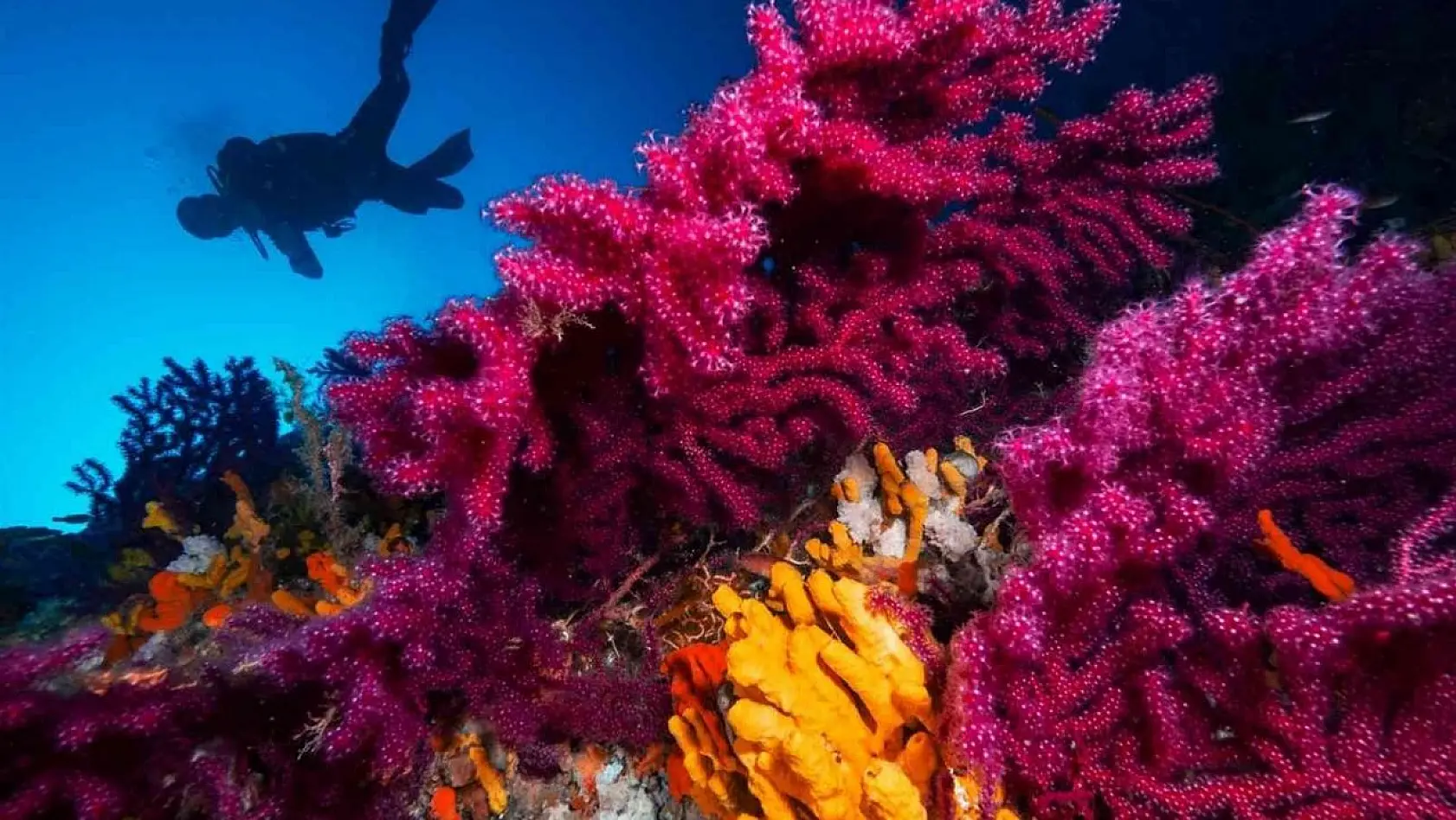 Ayvalık'ın kırmızı mercanları dünya turizmine açılıyor