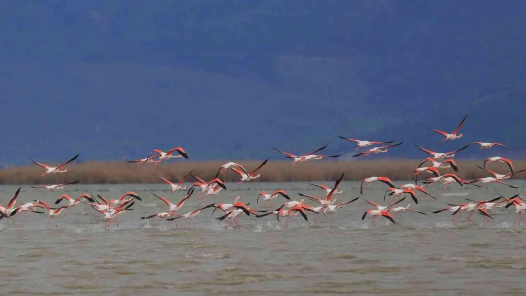 Bafa Gölü'nün balerinleri, görsel şölen oluşturdu