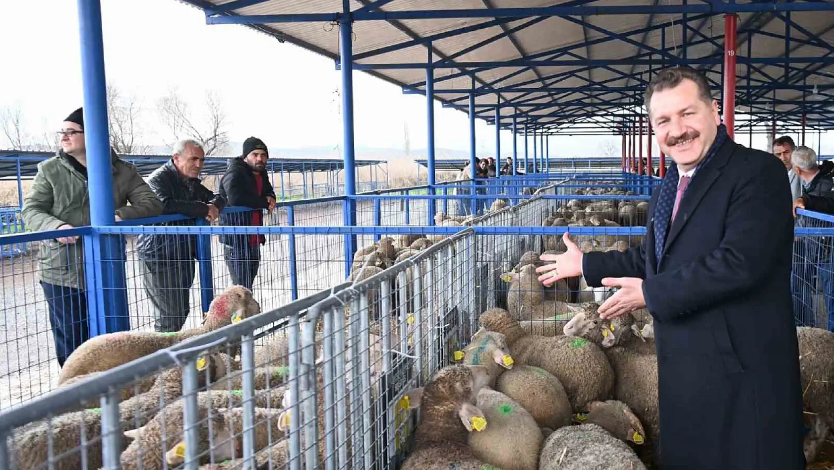 Balıkesir Büyükşehir, Sındırgı'da 550 damızlık dağıttı