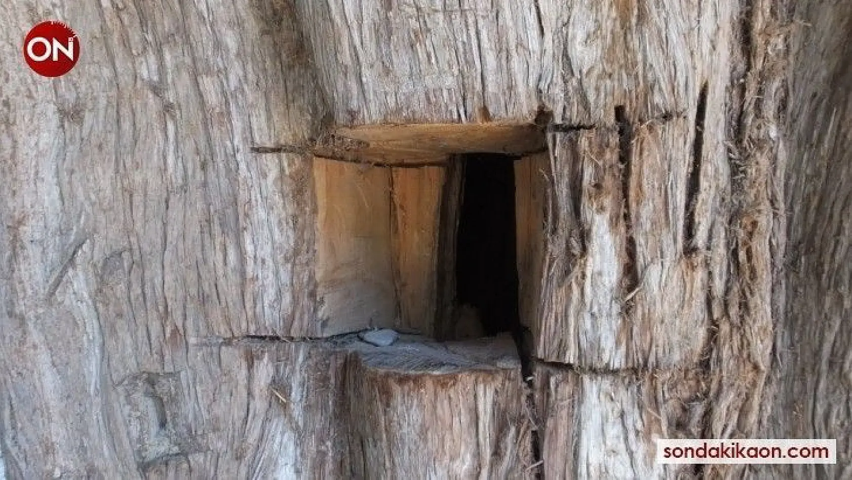 Balıkesir'de anıt ağaçlara defineci zararı