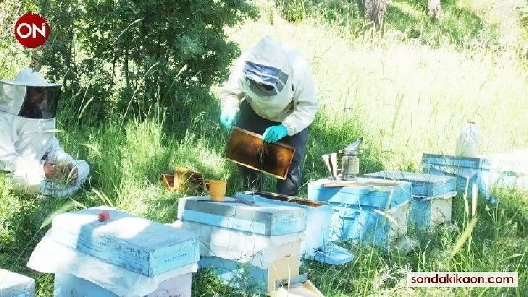 Balıkesir'de balın iyi para etmesi arılara olan itibarı artırdı