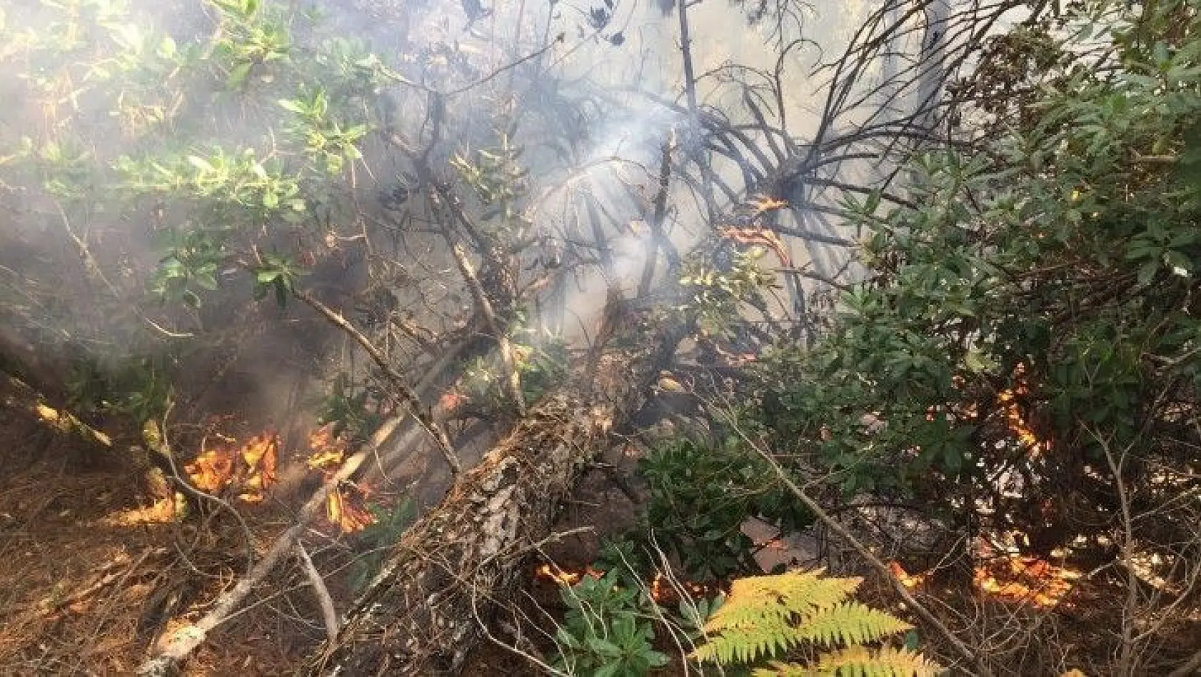 Balıkesir'de yıldırımın düştüğü ormanlık alanda yangın