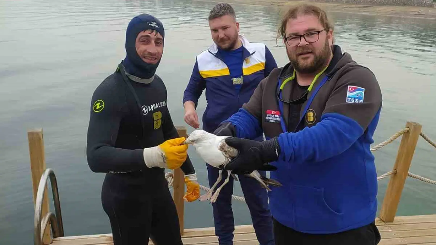 Balıkesirli dalış lideri, oltaya takılan martıyı kurtardı