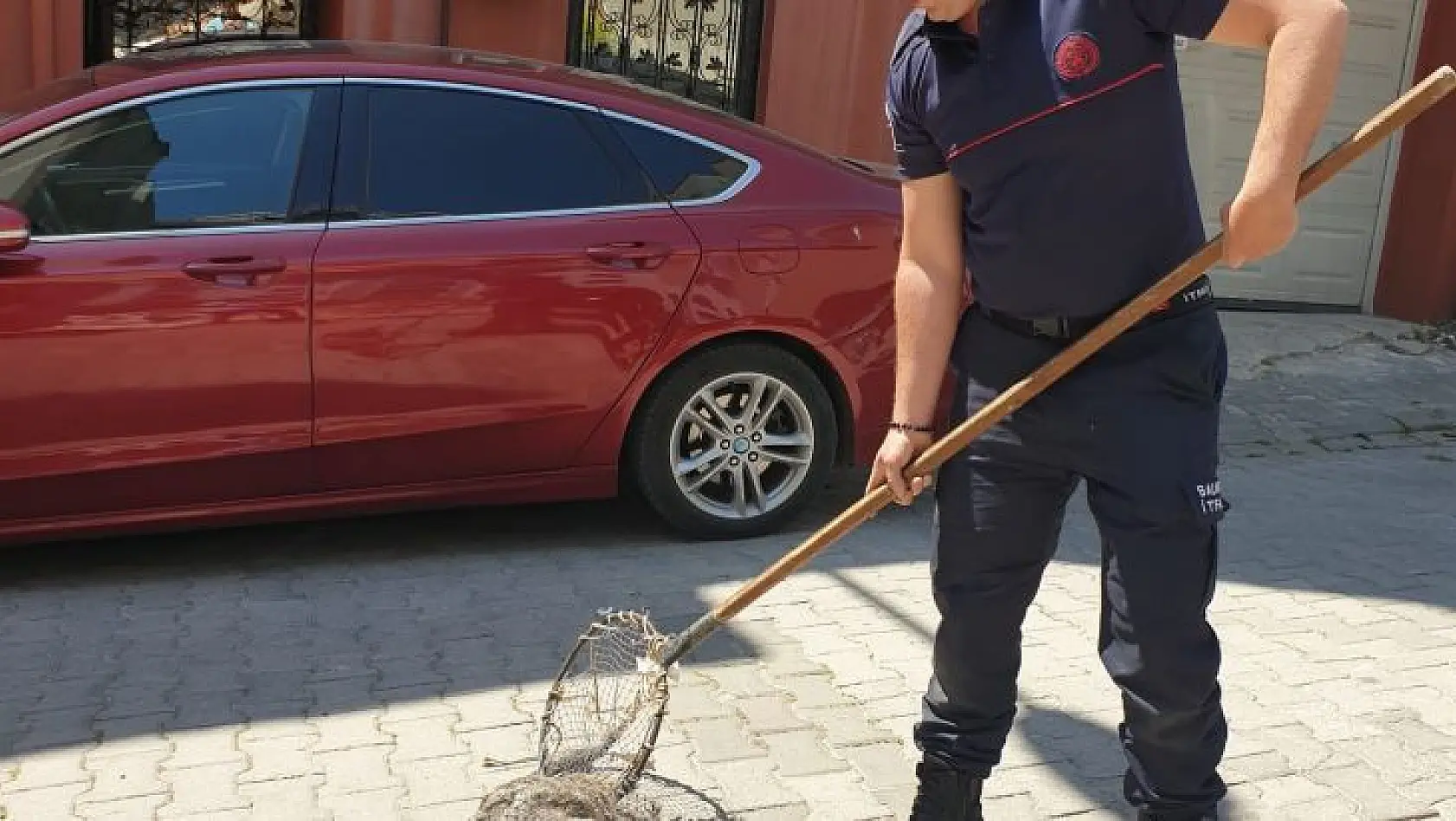 Bandırma'da cadde üzerinde gezen kokarca itfaiye ekipleri tarafından yakalandı