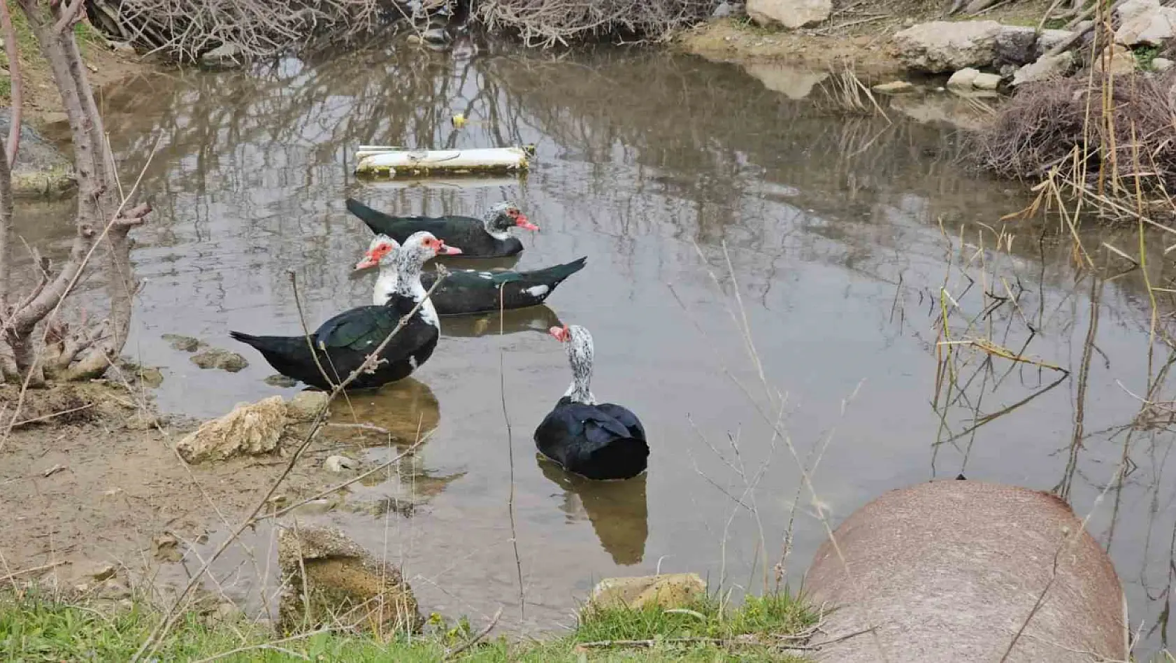 Bandırma'da ördeklerin su keyfi