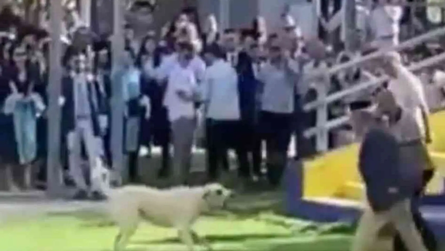 Başıboş köpeğin Ege Üniversitesi mezuniyet töreninde insanlara saldırdığı anlar kamerada