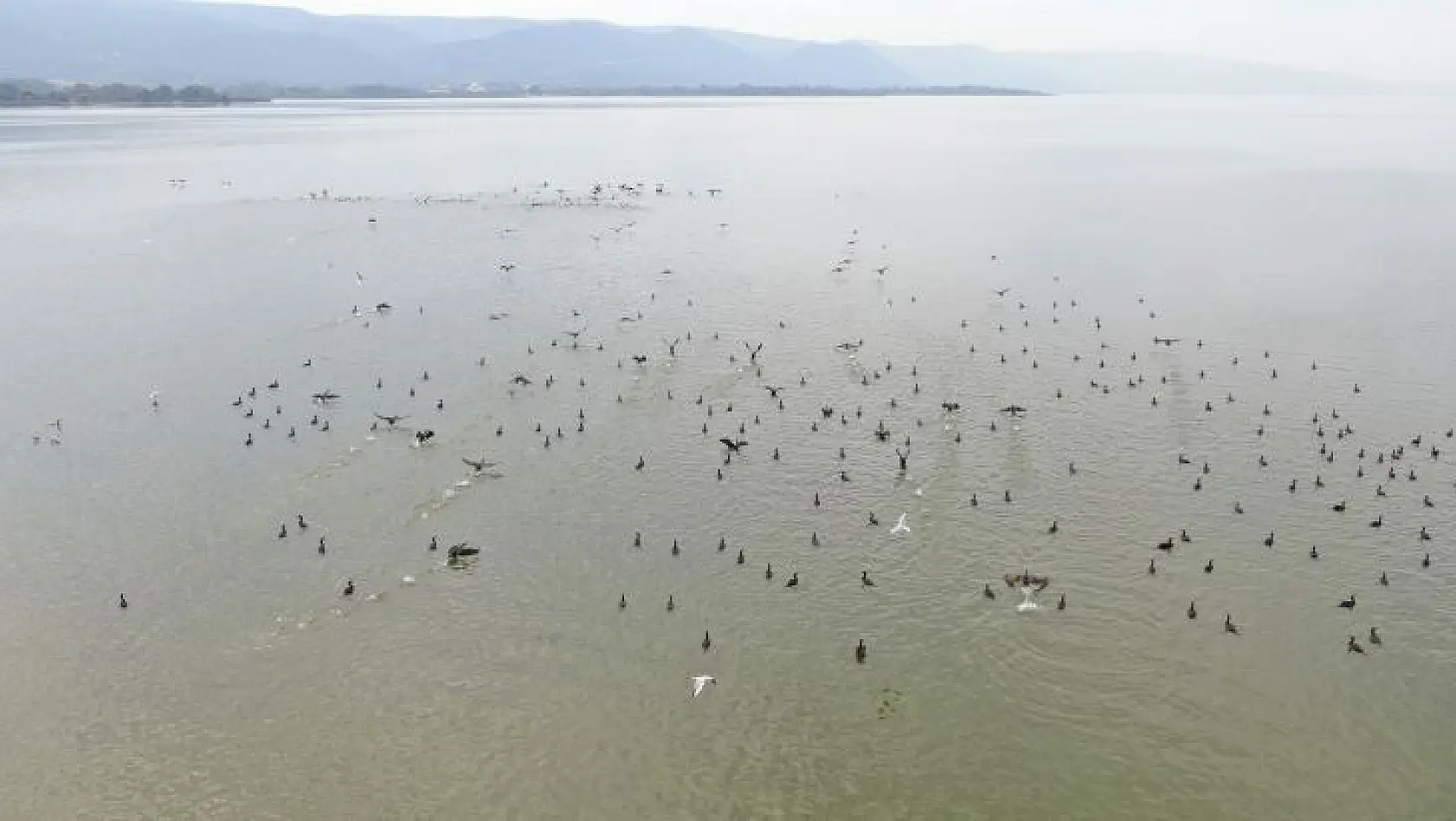 Binlerce kuşa ev sahipliği yapan Uluabat'ta çember daralıyor