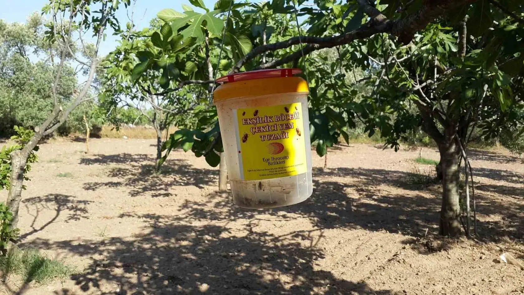 Buharkentli incir üreticilerine ekşilik böceği uyarısı