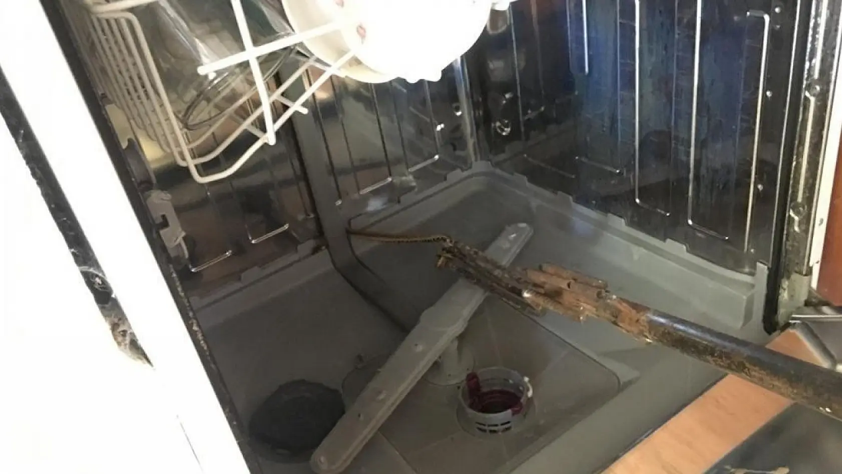 Bulaşık makinasındaki yılan ev sahibini korkuttu